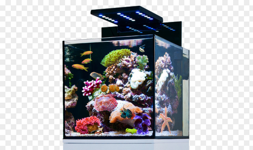Fish Red Sea Reef Aquarium Nano Siamese Fighting PNG