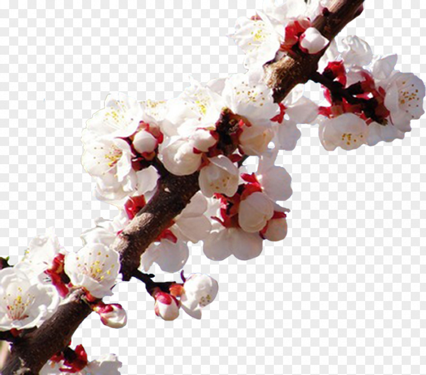 Flower Desktop Wallpaper Blossom Environment PNG