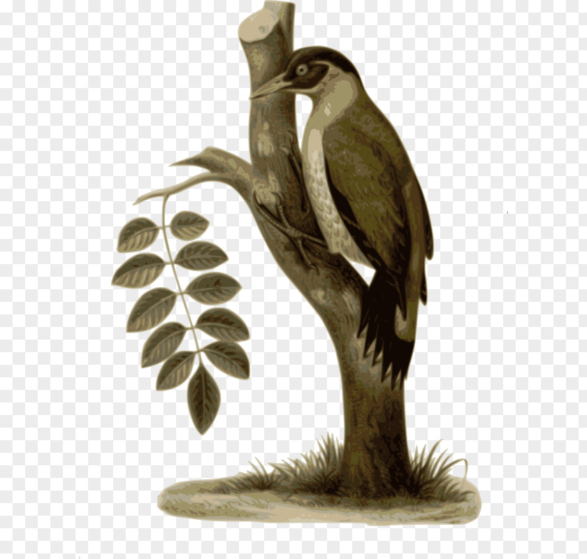 Sculpture Tail Hornbill Bird PNG