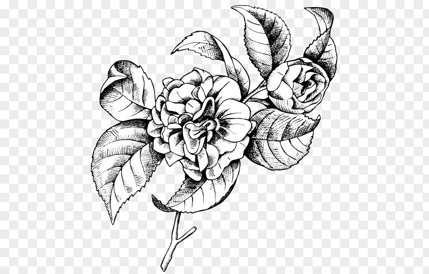 Camellia Botanical Illustration Drawing Vector Graphics Line Art PNG