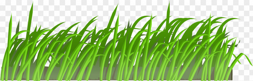 Grass Cartoon Transparent Background Lawn Coloring Book Image Clip Art PNG