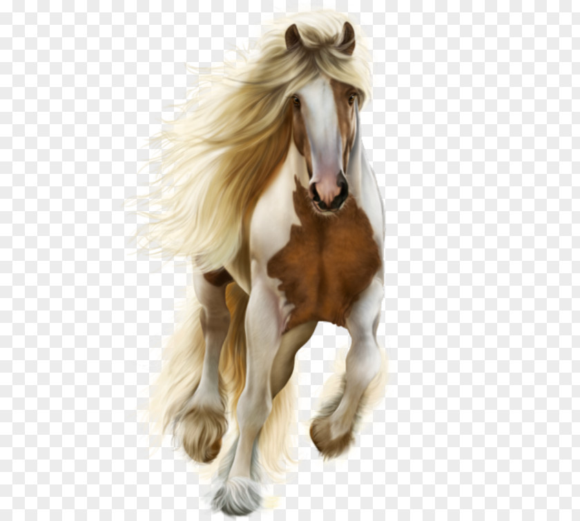 Mustang Foal Stallion Pony PNG