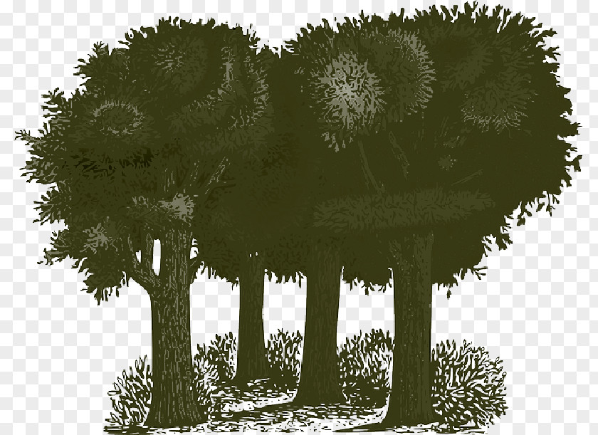 Public Environmental Album Clip Art Vector Graphics Tree Openclipart PNG