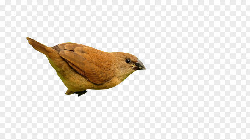 Sparrow Bird PNG