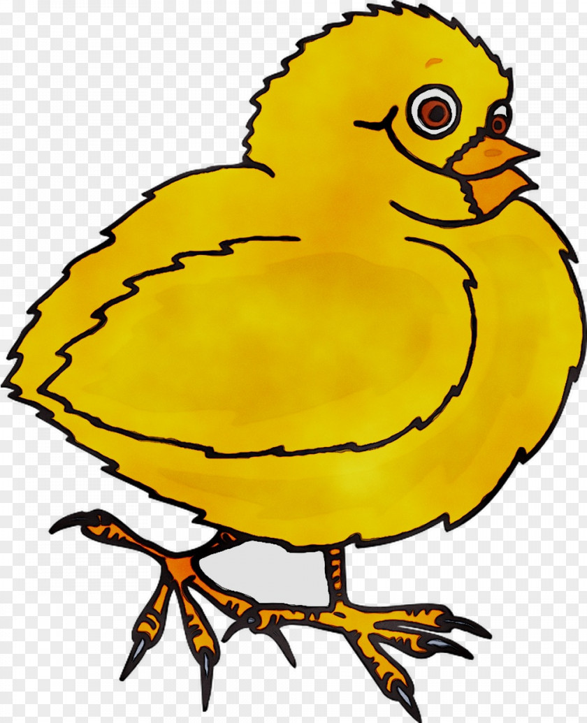 Chicken Fowl Bird Beak Poultry PNG