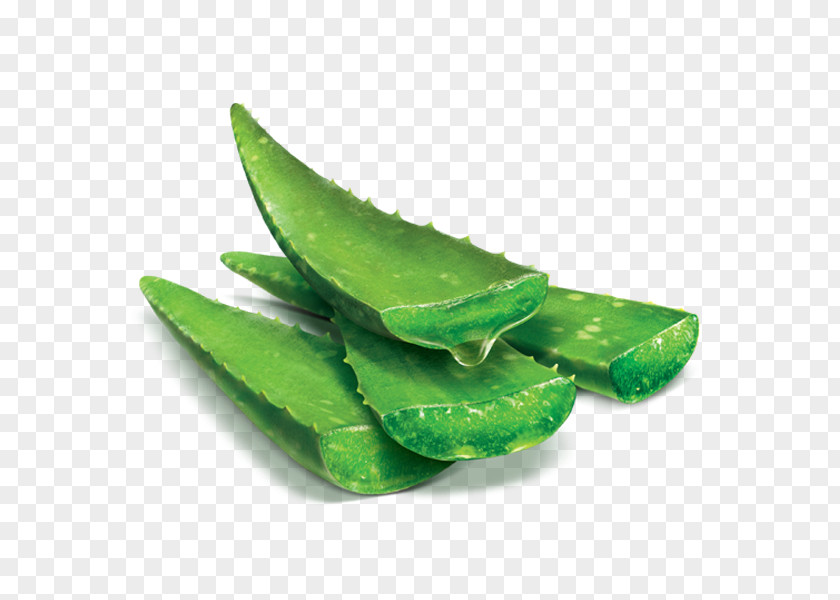Aloe Vera Organic Food Shampoo Tea Tree Oil PNG