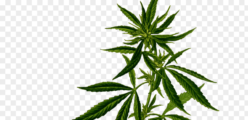 Cannabis Medical Hemp Plant Sativa PNG