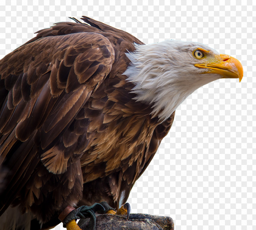 Eagle Bald White-tailed Clip Art PNG