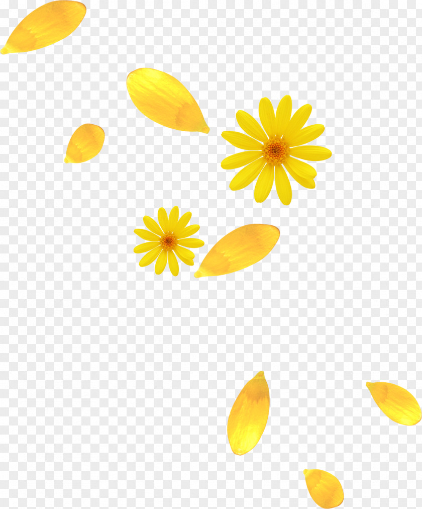 Flower Petal Yellow PNG
