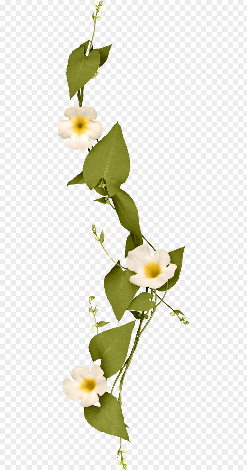 Marriage Hera Floral Design Engagement Wedding PNG