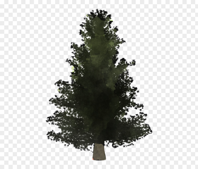 Plant Red Pine Tree White Yellow Fir Shortleaf Black Spruce Balsam PNG