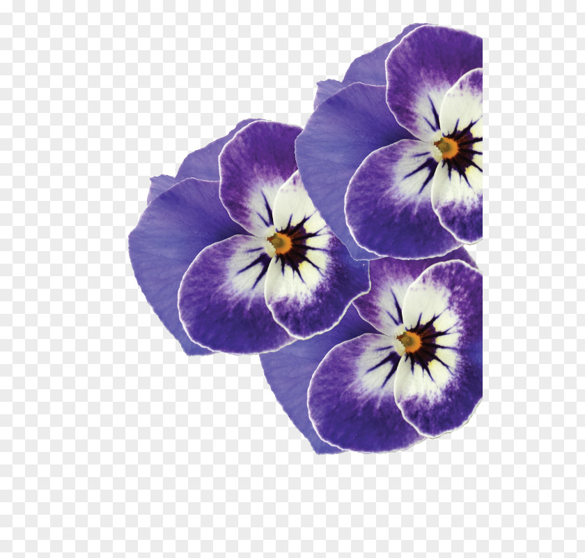 Violet Pansy Valleybrook Gardens Ltd Ontario PNG