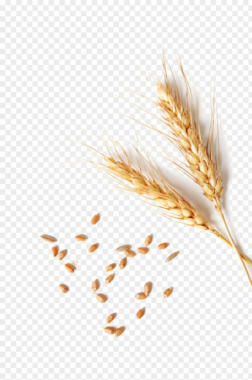 Wheat Stock Photography Stock.xchng Royalty-free Image IStock PNG