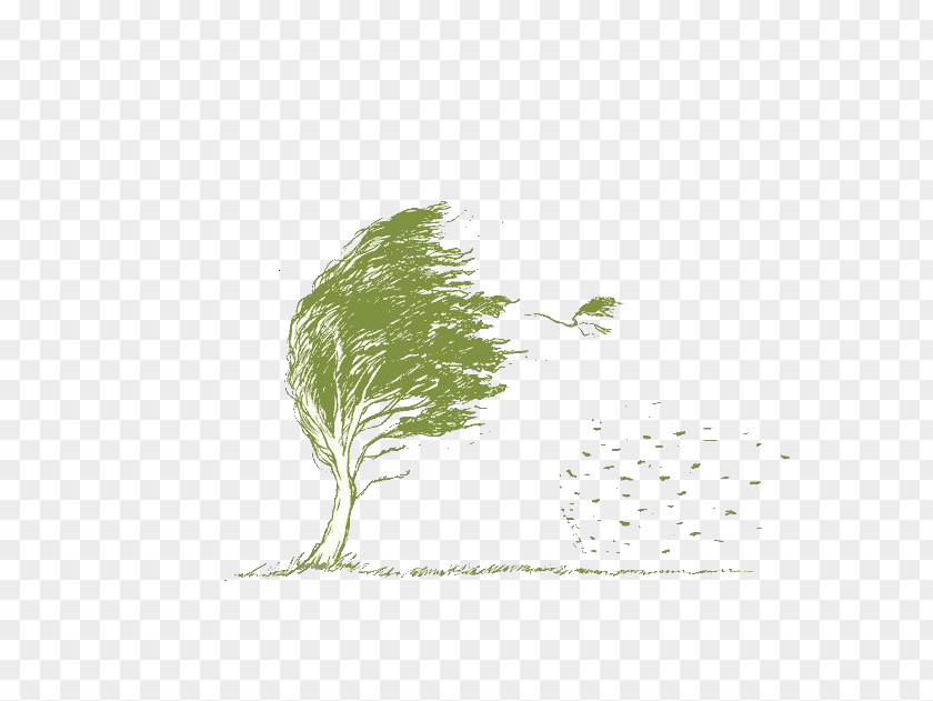 Wind Leaf Branch Tree PNG