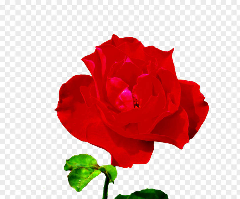 A Rose Rosa Chinensis Garden Roses Centifolia Beach Floribunda PNG