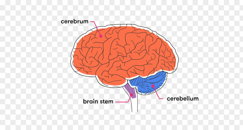 Brain Brainstem Cerebellum Cerebral Cortex White Matter PNG