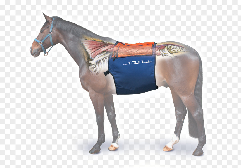 Horse Equine Massage Equestrian Tapotement PNG