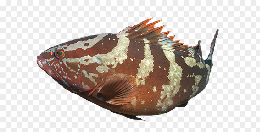 Marine Biology Invertebrate Fish PNG