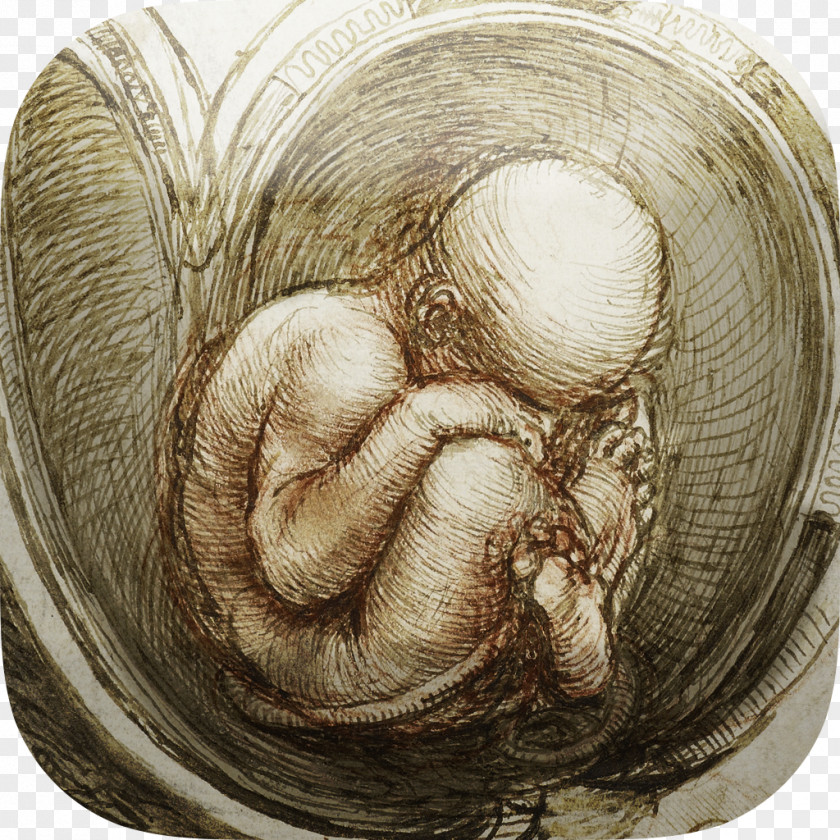 Painting Vitruvian Man Studies Of The Fetus In Womb Renaissance Anatomical Drawings Anatomy PNG