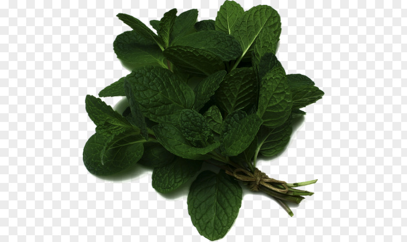 Plant Peppermint Mentha Spicata Pianta Aromatica Salad Burnet Herb PNG