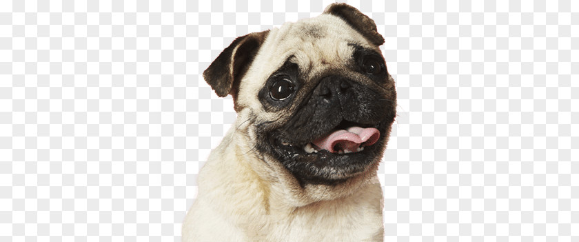 Puppy Pug Bulldog Desktop Wallpaper Dog Breed PNG