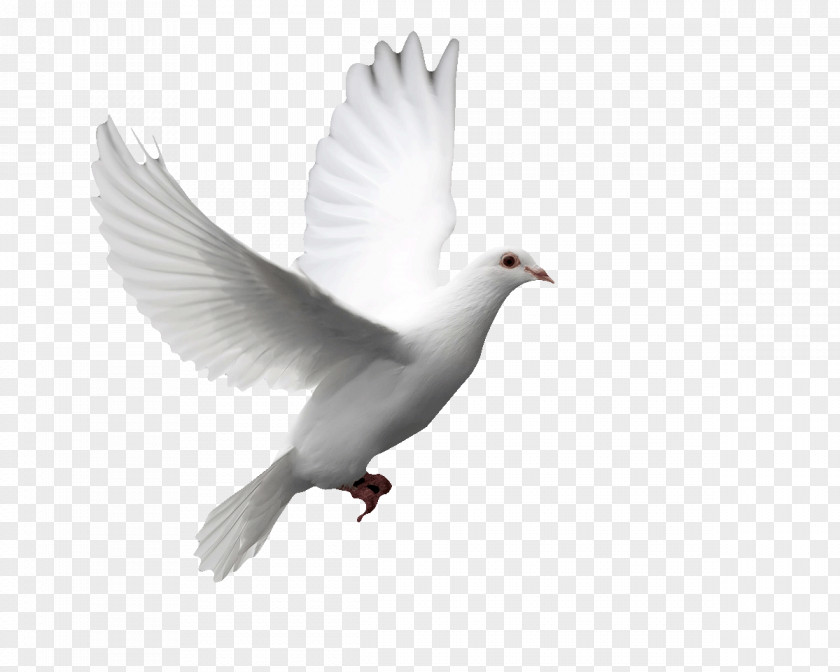 Raffle Columbidae Doves As Symbols Release Dove Bird Squab PNG