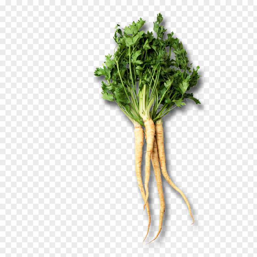 Vegetable Chard Root Vegetables Parsley Parsnip PNG