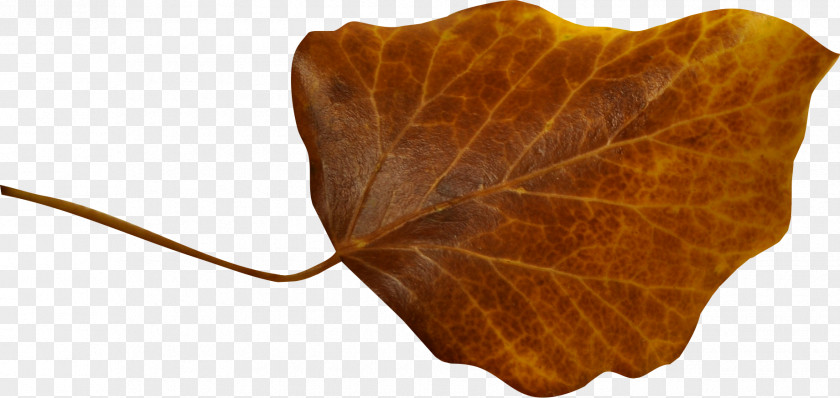 Autumn Leaf Photography Orange Clip Art PNG