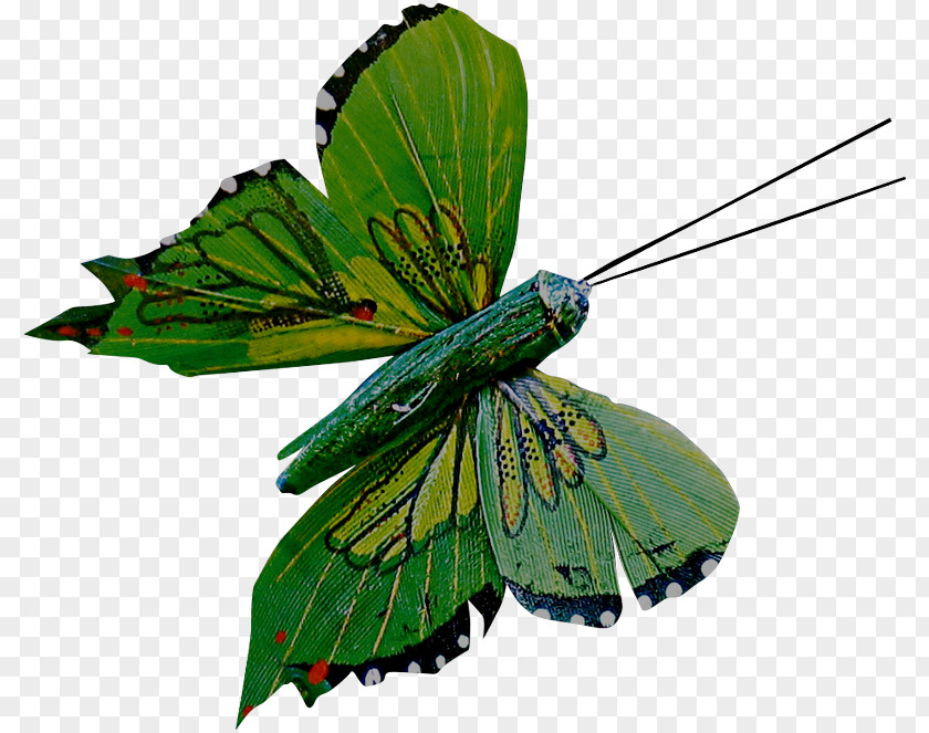 Butterfly Monarch Pieridae Gossamer-winged Butterflies Moth PNG