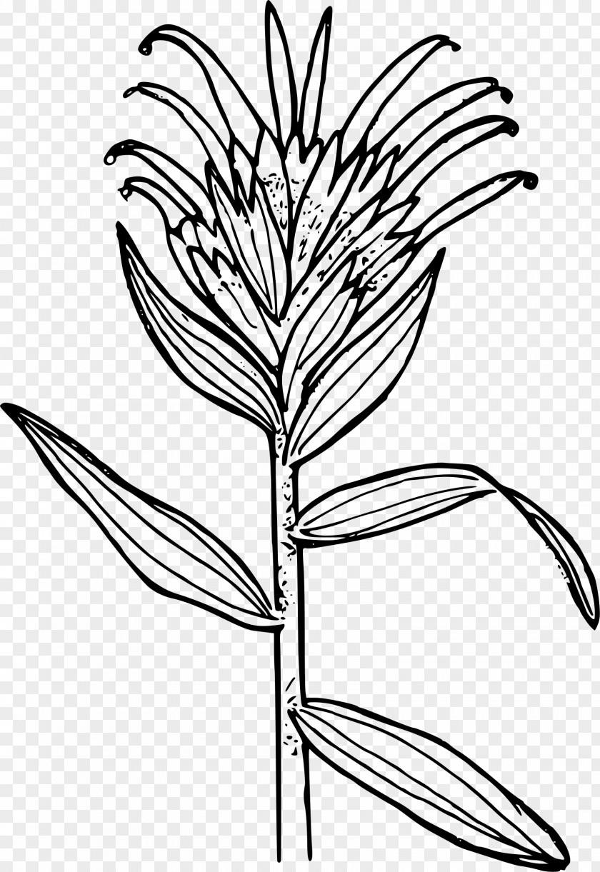 Castilleja Miniata Coloring Book Linariifolia Paintbrush Clip Art PNG