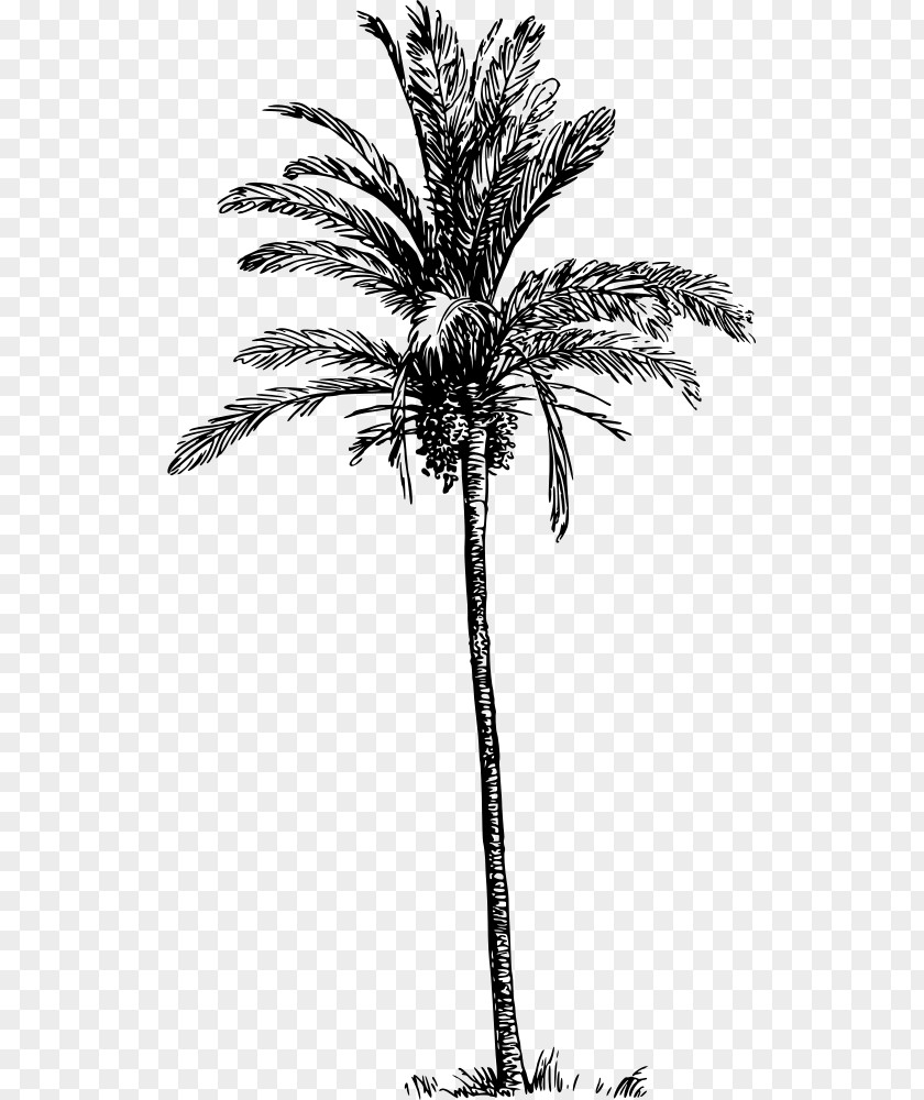 Date Palm Asian Palmyra Babassu Arecaceae Tree PNG