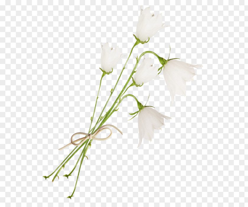 Flower Floral Design Bellflowers Cut Flowers White PNG