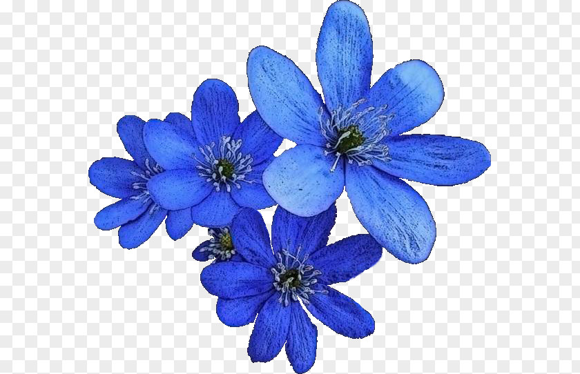 Flower Petal Blue PNG
