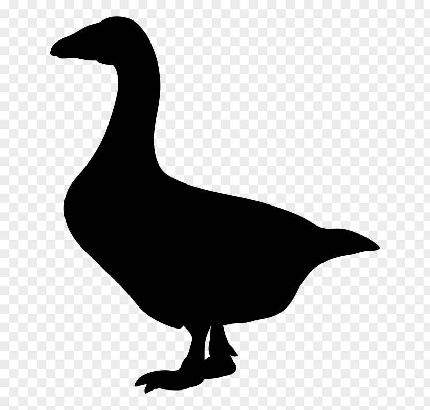Goose Vector Graphics Illustration Bird PNG