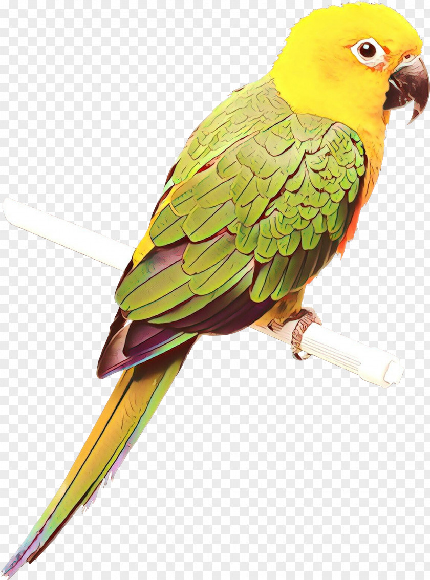 Lovebird Macaw Parakeet Loriini Beak PNG