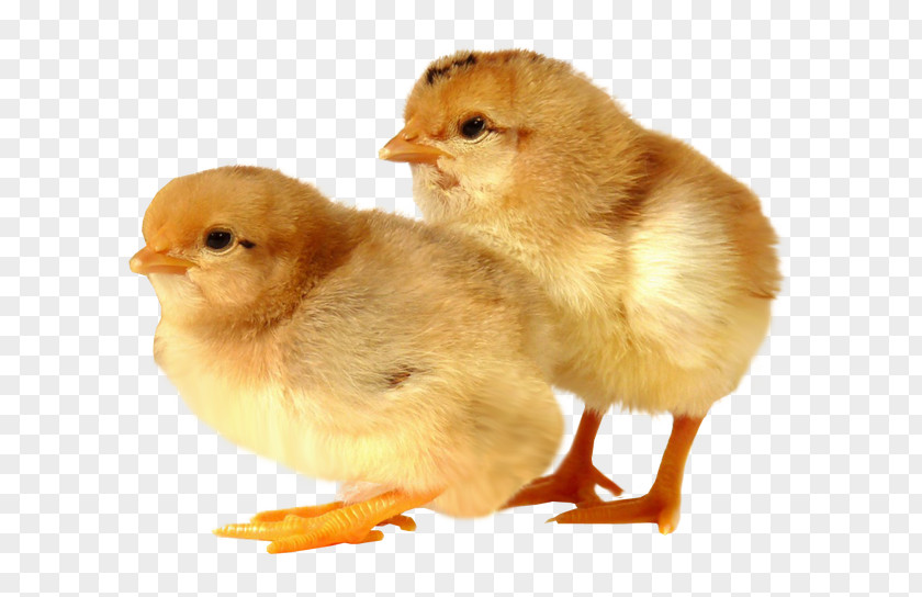 Baby Animals Rhode Island Red Sussex Chicken Broiler Poultry Farming PNG