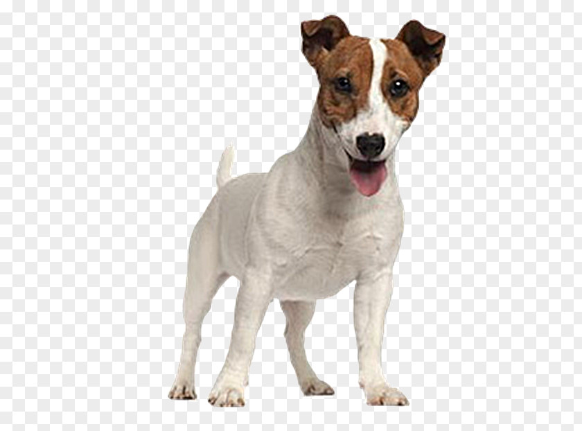 Puppy Jack Russell Terrier Parson PNG