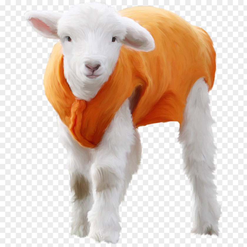 Sheep Goat Image Animal PNG