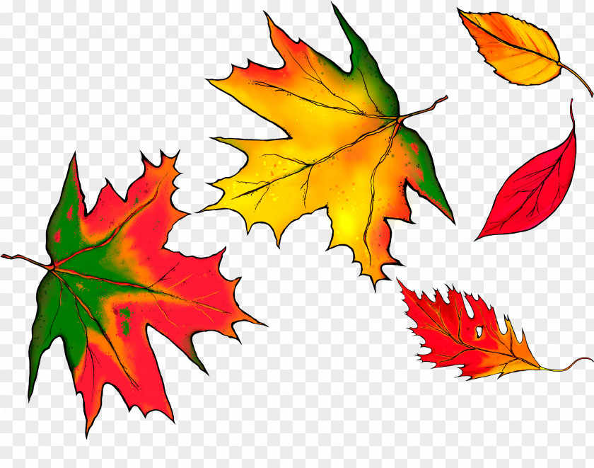Autumn Maple Leaves Painted Image Leaf PNG
