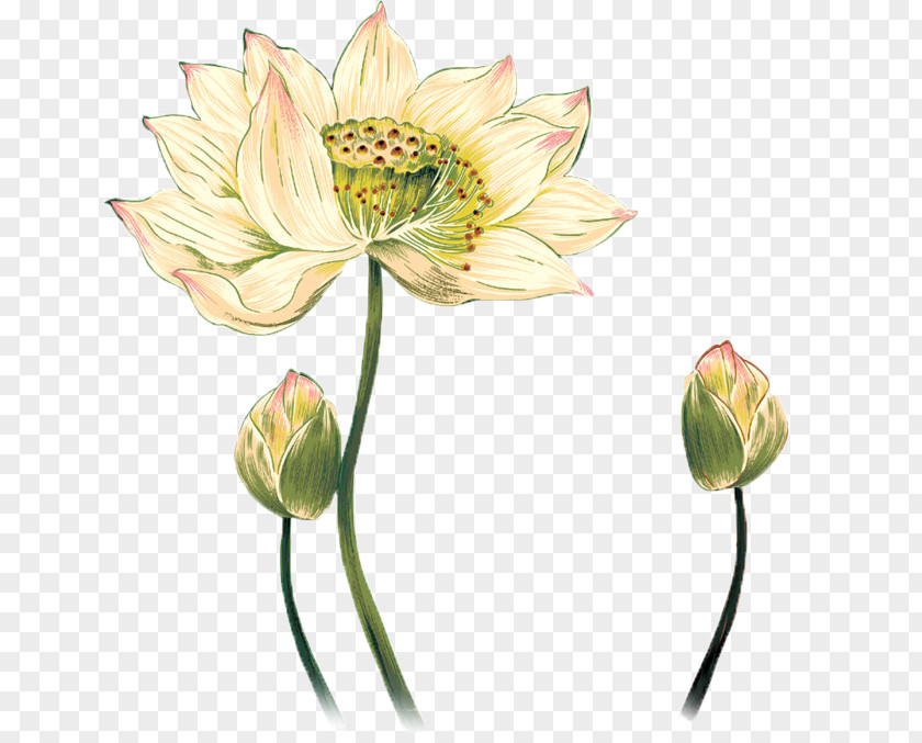 Hand-painted Lotus Drawing Photography PNG