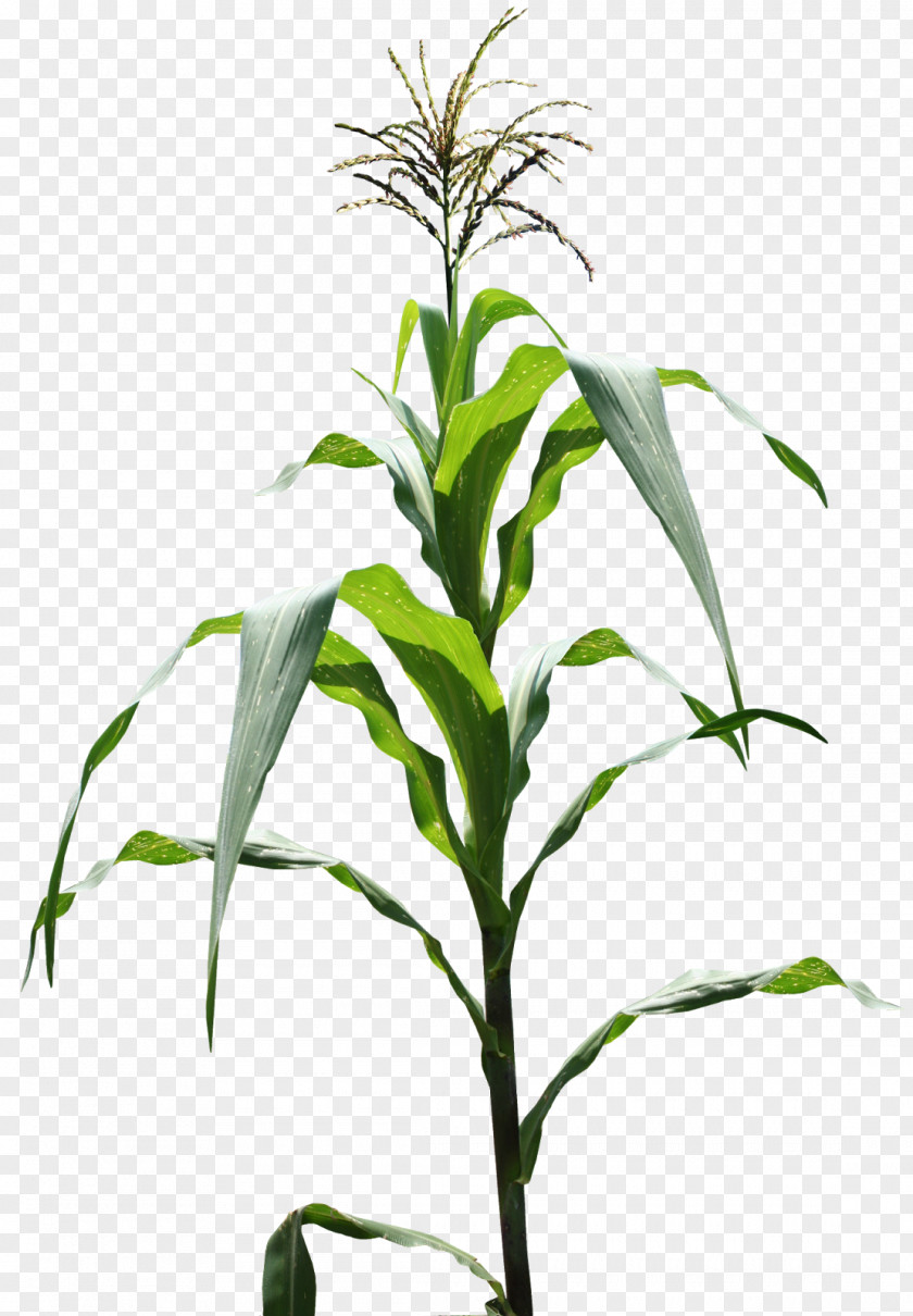 Maize Field Genetically Modified Plant Corn Flakes PNG