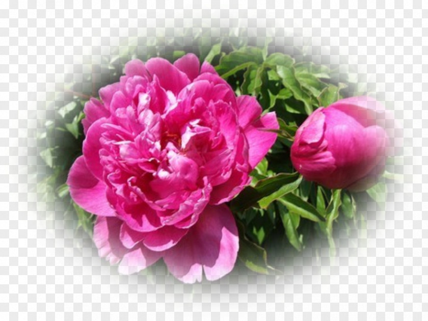 Peony Centifolia Roses Cut Flowers Artificial Flower PNG