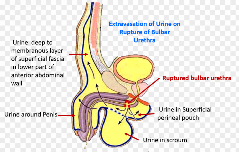 Perineum Superficial Perineal Pouch Deep Anatomy Urethra PNG