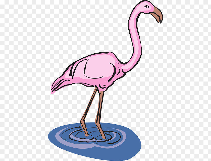 Pink Flamingo Vector Water Bird Clip Art PNG
