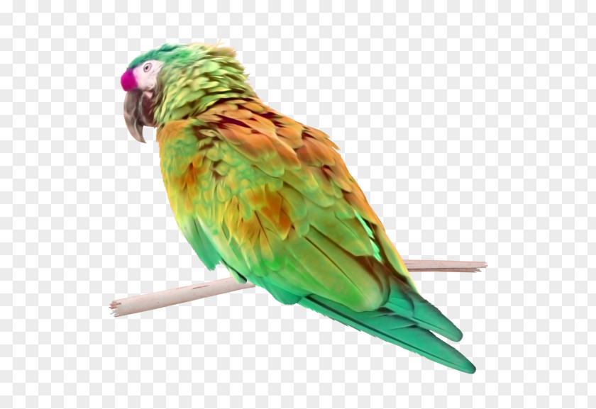 Bird Lovebird Macaw Parakeet Perroquet PNG