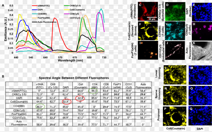 Microscope Fluorescence Microscopy Spectrum PNG