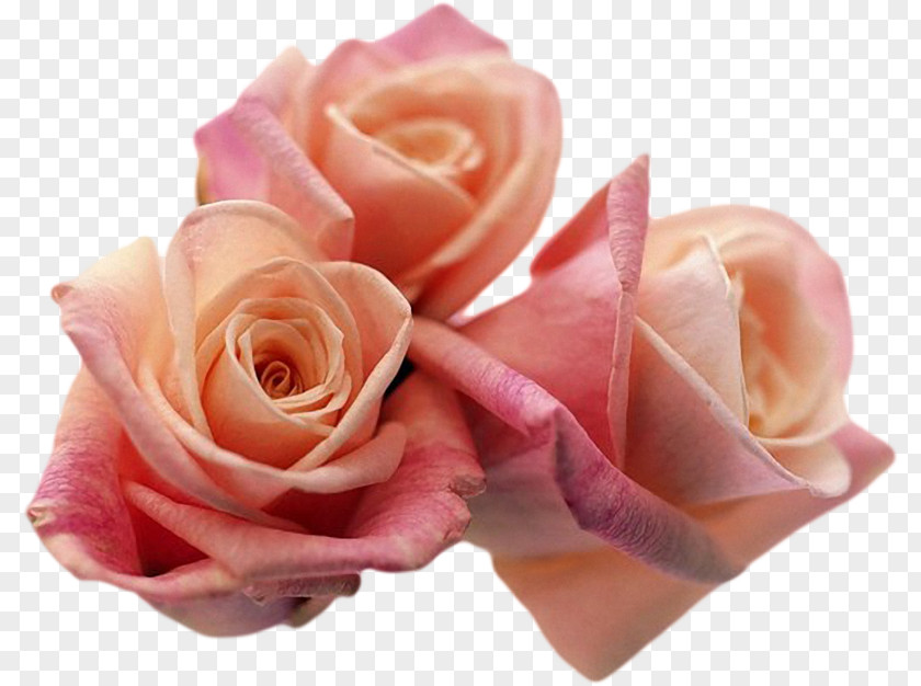 Rose Garden Roses Desktop Wallpaper Flower Download PNG