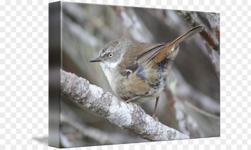 Sparrow Brambling House Wren American Sparrows PNG