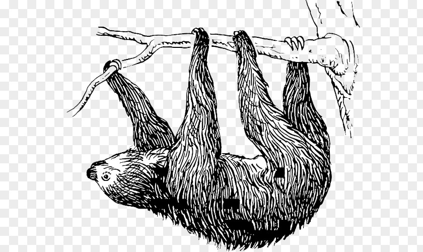 T-shirt Baby Sloths Three-toed Sloth Hoffmann's Two-toed PNG