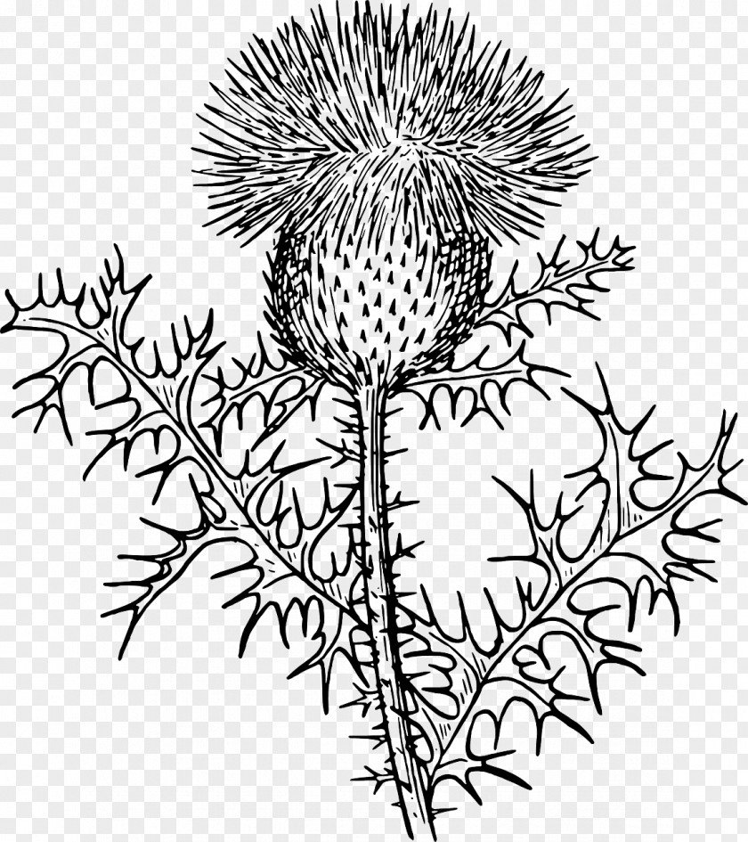 Thistle Transparency And Translucency Clip Art Onopordum Acanthium Vector Graphics Illustration PNG